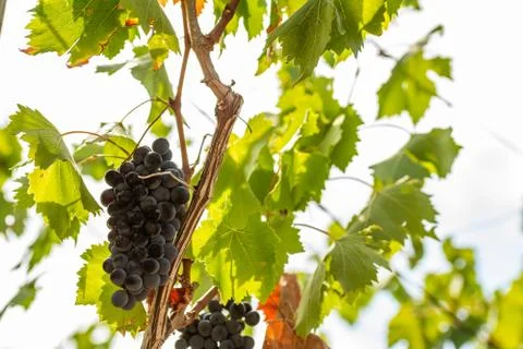 Horizontal View of Colored White and Red Grapes Plantation on Blurred Backgro Stock Photos