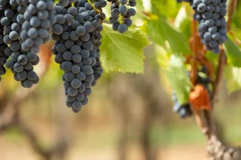 Horizontal View of Colored White and Red Grapes Plantation on Blurred Backgro 库存照片