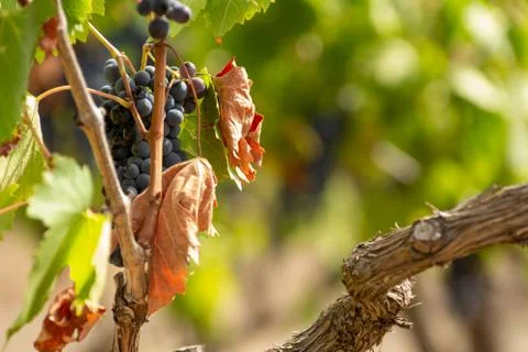 Horizontal View of Colored White and Red Grapes Plantation on Blurred Backgro Stock Photos