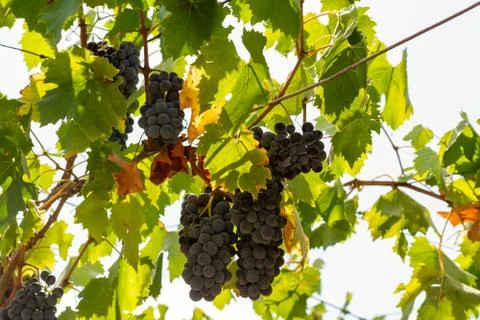 Horizontal View of Colored White and Red Grapes Plantation on Blurred Backgro Stockfoto's