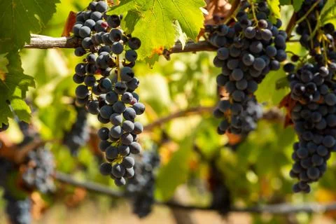 Horizontal View of Colored White and Red Grapes Plantation on Blurred Backgro Stock Photos