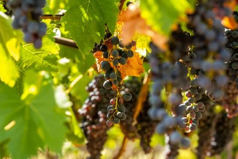 Horizontal View of Colored White and Red Grapes Plantation on Blurred Backgro Stock Photos