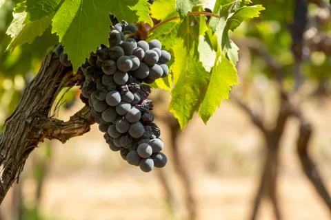 Horizontal View of Colored White and Red Grapes Plantation on Blurred Backgro Stock Photos