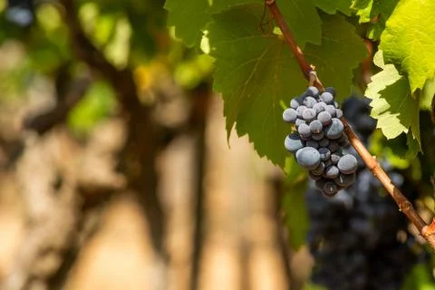 Horizontal View of Colored White and Red Grapes Plantation on Blurred Backgro Stock Photos