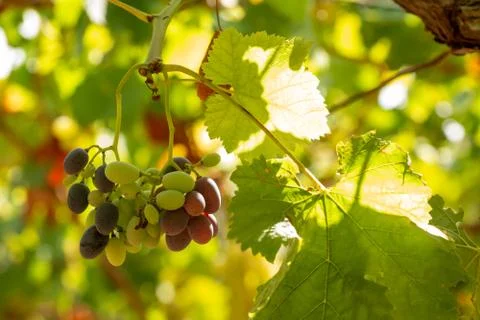 Horizontal View of Colored White and Red Grapes Plantation on Blurred Backgro Stock Photos