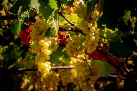 Horizontal View of Colored White and Red Grapes Plantation on Blurred Backgro Stock Photos