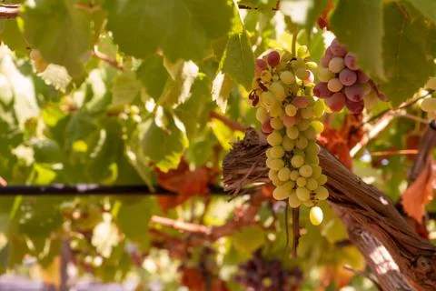 Horizontal View of Colored White and Red Grapes Plantation on Blurred Backgro Stock Photos