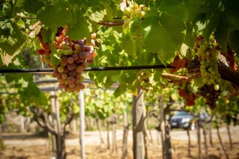 Horizontal View of Colored White and Red Grapes Plantation on Blurred Backgro Stock Photos