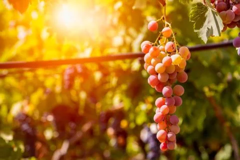 Horizontal View of Colored White and Red Grapes Plantation with Sun Flare on 库存照片