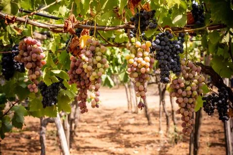 Horizontal View of Colored White and Red Grapes Plantation on Blurred Backgro 库存照片