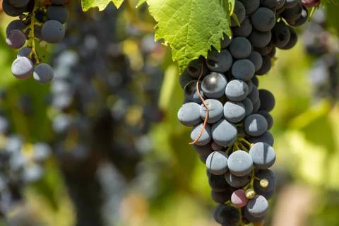 Horizontal View of Colored White and Red Grapes Plantation on Blurred Backgro Stock Photos