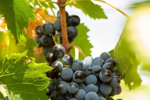 Horizontal View of Colored White and Red Grapes Plantation on Blurred Backgro Stock Photos
