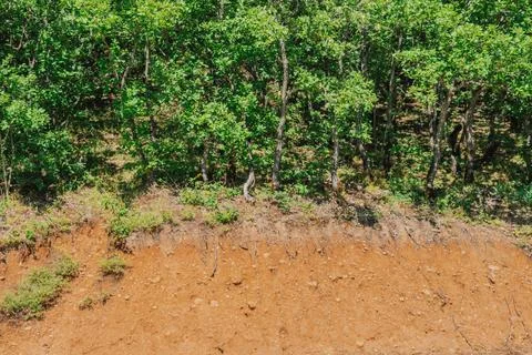 Horizontal view of a cross section of brown soil and exposed tree roots und.. Stock Photos