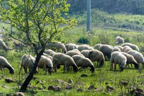 Horizontal View of a Flock of Sheep Grazing in the Courtyside on Blur Backgro Stock Photos