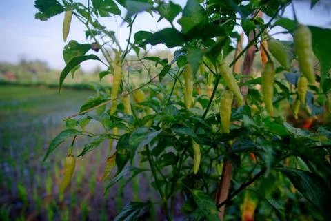, horizontal view, foreground fresh chilies on rice fields Stock Photos