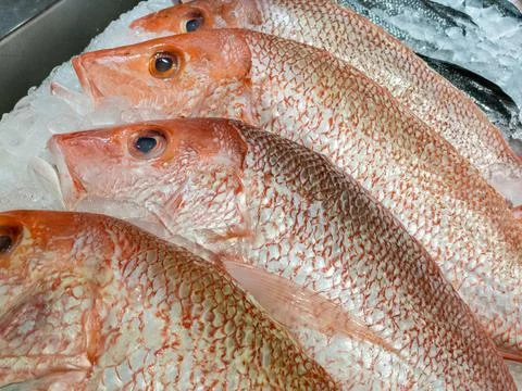 Horizontal view of fresh Red Snapper for sale on a bed of crushed ice. Stock Photos