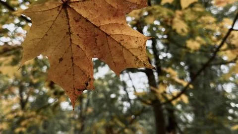 Horizontal view of golden maple leaf hanging on branch with blurred forest Stock Photos