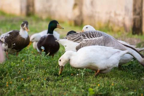 Horizontal View of a Group of Ducks Grazing in the Grass. Taranto, South of I 库存照片