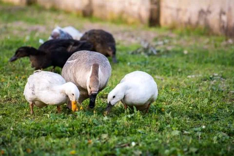 Horizontal View of a Group of Ducks Grazing in the Grass. Taranto, South of I Stock Photos