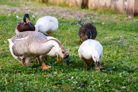 Horizontal View of a Group of Ducks Grazing in the Grass. Taranto, South of I 스톡 사진