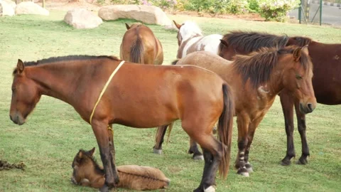 Horizontal view of horses standing in a field Stockbeeldmateriaal 147675380