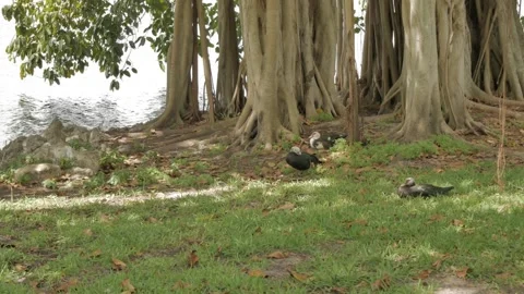 Horizontal view of a large banyan tree on right with grass and ducks in the fron Stock Footage 270194733