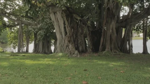 Horizontal view of a large banyan tree on right with grass and ducks in the fron Stock Footage 270194764