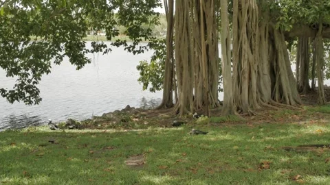 Horizontal view of a large banyan tree on right with grass and ducks in the fron Stock Footage 270194768