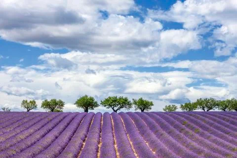 Horizontal view of lavender field Stock Photos