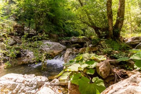 Horizontal view of a little cascade in a forest in summer Stock Photos