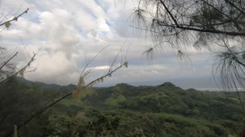 Horizontal view look out from tropical forest with dense vegetation and bushes g Stock Footage 245443152