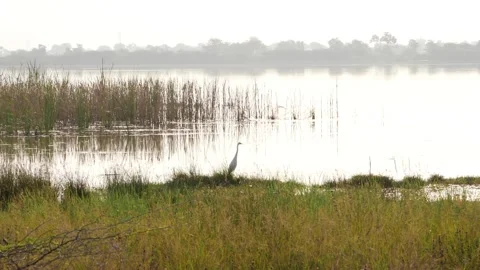 Horizontal view of marsh water lake, Water lake footage Vídeo Stock 150718991