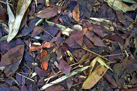  horizontal view, medium sized jackfruit leaves and bamboo  form a profile Stock Photos