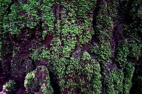 Horizontal view, moss that grows on the cliffs of the ground with water paths i Stock Photos