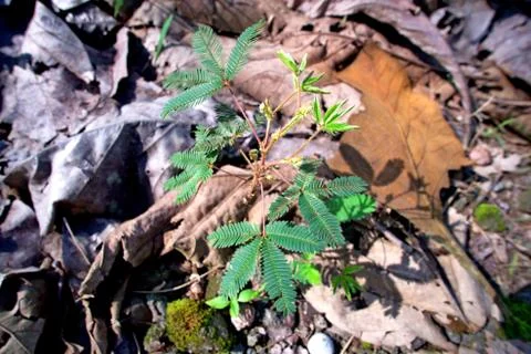 Horizontal view of one sapling growing among dry leaves Stock Photos