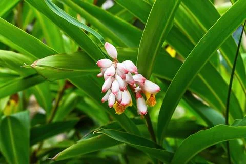 Horizontal view of one shell ginger alpinia zerumbet flower blooming with d.. Stock Photos
