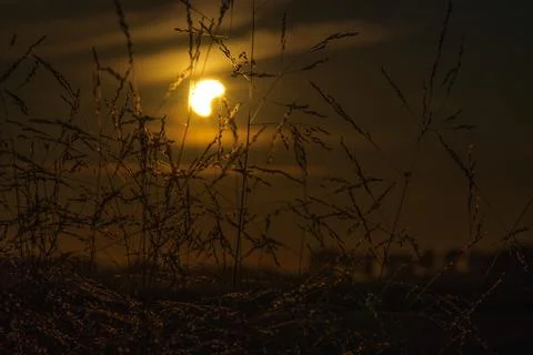 Horizontal View of a Partial Solar Eclipse Through Silhouetted Grass Photos