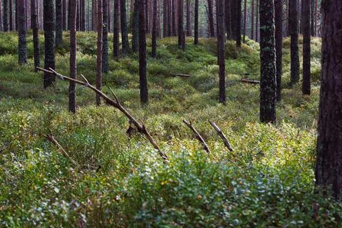 Horizontal View of a Pine Forest with a Dense Carpet of Green Undergrowth Stockfoto's