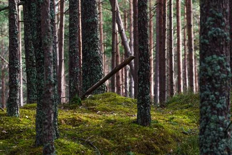 Horizontal View of a Pine Forest with Vibrant Green Moss and Lichen Fotos de archivo