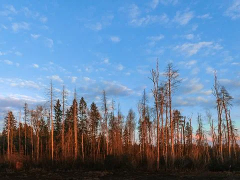 Horizontal view of pine trunks glowing red at sunset 스톡 사진