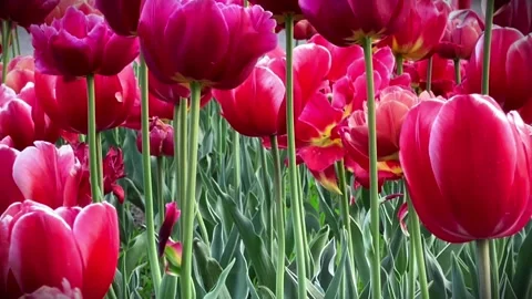 Horizontal View of Pink Tulips in Full Bloom with Smooth Camera Movement 動画素材 310001673