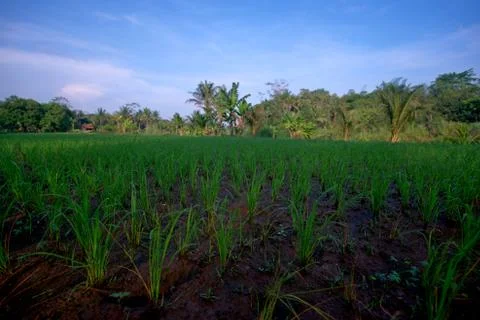  horizontal view, rice trees planted in fertile soil" Stock Photos