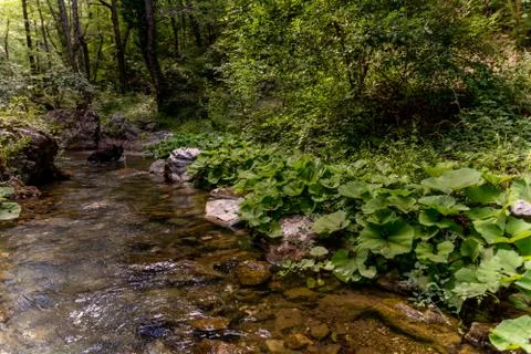 Horizontal View of a River in a forest in a hot summer day Stock Photos
