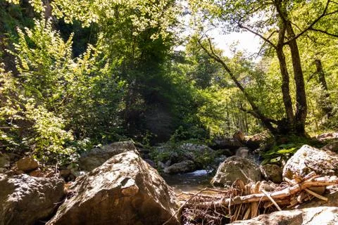 Horizontal View of a River in a forest in a hot summer day at noon 库存照片