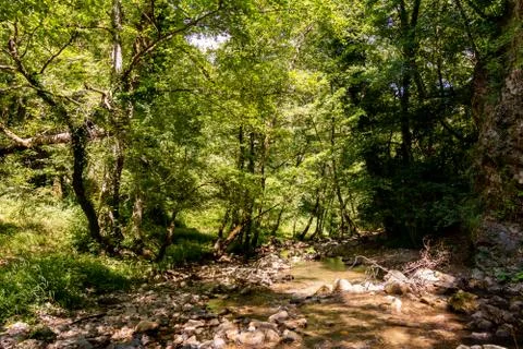 Horizontal View of a River in a forest in a hot summer day at noon Stock Photos