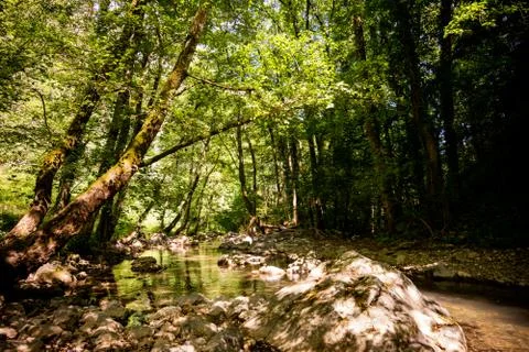 Horizontal View of a River in a forest in a hot summer day at noon Stock Photos