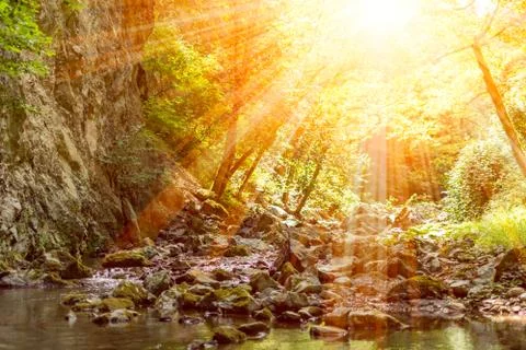 Horizontal View of a River in a forest with lens flare in a hot summer day Stock Photos