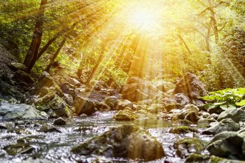 Horizontal View of a River in a forest with lens flare in a hot summer day Stock Photos