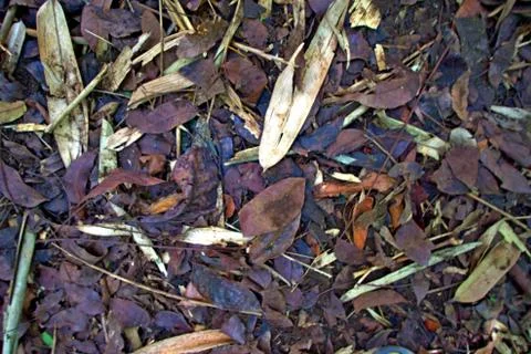  horizontal view, small sized jackfruit leaves and  bamboo  form a profile Stock Photos