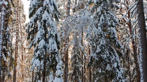 Horizontal view of snow covered pine trees Stock Photos